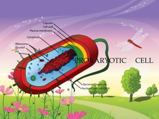 PROKARYOTIC CELL
 