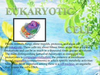 Plants, animals, fungi, slime moulds, protozoa, and algae are
all eukaryotic. These cells are about fifteen times wider than a typical
prokaryote and can be as much as a thousand times greater in volume.
The main distinguishing feature of eukaryotes as compared to
prokaryotes is compartmentalization: the presence of membrane-
bound organelles (compartments) in which specific metabolic activities
take place. Most important among these is a cell nucleus, an organelle
that houses the cell's DNA.
 