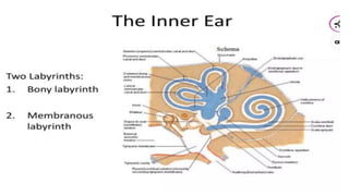 Lobulus Ear Comprehensive Anatomy and Physiology of the Human Ear: Structure ...
