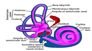 Comprehensive Anatomy and Physiology of the Human Ear: Structure ...