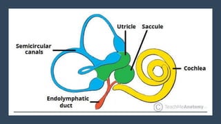 Comprehensive Anatomy and Physiology of the Human Ear: Structure ...