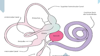 Comprehensive Anatomy and Physiology of the Human Ear: Structure ...