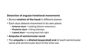 Ear Rotation Comprehensive Anatomy and Physiology of the Human Ear: Structure ...