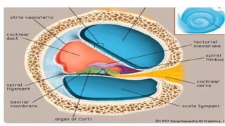 Comprehensive Anatomy and Physiology of the Human Ear: Structure ...