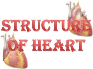 Structure of heart 