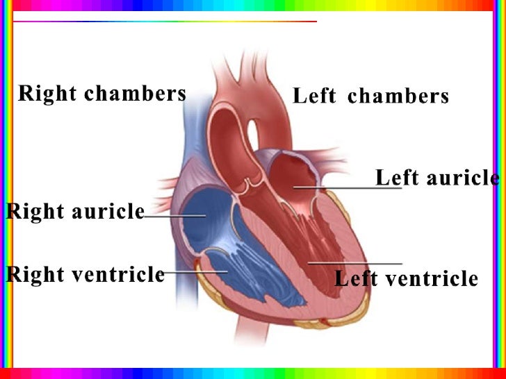 structure-of-a-heart