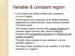 Variable & constant region
 L & H chains are further divided into variable &
constant region.
 These regions are composed of 3D folded repeating
segments are called domains. Each domain contains
110 amino acids.
 The variable region concern with antigen binding and
constant region concern with various biological
functions like complement activation and binding to cell
surface receptors.
 The light chain consists of one variable(vL) & one
constant region(cL).
 The heavy chain consists of one variable (vH) & three
constant (cH) regions.
 