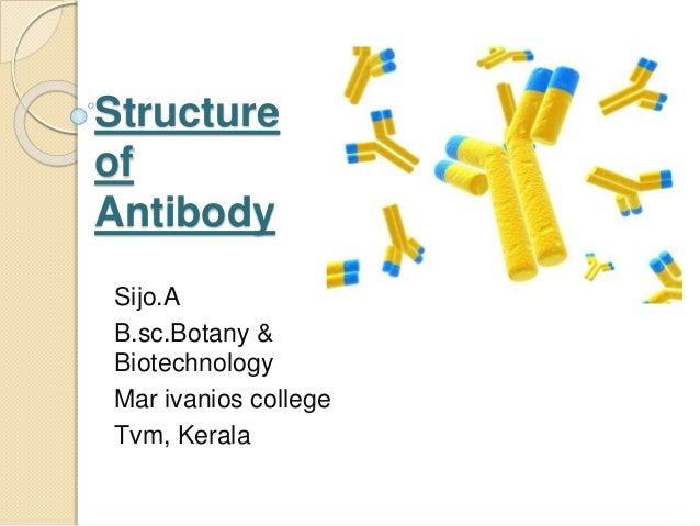 antibody structure