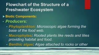 Flowchart of the Structure of a
Freshwater Ecosystem
 Biotic Components:
• Producers:
• Phytoplankton: Microscopic algae forming the
base of the food web.
• Macrophytes: Rooted plants like reeds and lilies
providing habitat and food.
• Benthic algae: Algae attached to rocks or other
surfaces.
 
