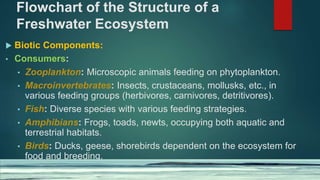 Flowchart of the Structure of a
Freshwater Ecosystem
 Biotic Components:
• Consumers:
• Zooplankton: Microscopic animals feeding on phytoplankton.
• Macroinvertebrates: Insects, crustaceans, mollusks, etc., in
various feeding groups (herbivores, carnivores, detritivores).
• Fish: Diverse species with various feeding strategies.
• Amphibians: Frogs, toads, newts, occupying both aquatic and
terrestrial habitats.
• Birds: Ducks, geese, shorebirds dependent on the ecosystem for
food and breeding.
 