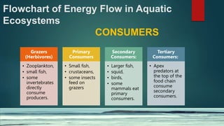 Flowchart of Energy Flow in Aquatic
Ecosystems
CONSUMERS
Grazers
(Herbivores)
• Zooplankton,
• small fish,
• some
invertebrates
directly
consume
producers.
Primary
Consumers
• Small fish,
• crustaceans,
• some insects
feed on
grazers
Secondary
Consumers:
• Larger fish,
• squid,
• birds,
• some
mammals eat
primary
consumers.
Tertiary
Consumers:
• Apex
predators at
the top of the
food chain
consume
secondary
consumers.
 