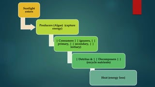 Sunlight
enters
Producers (Algae) (capture
energy)
| Consumers | | (grazers, | |
primary, | | secondary, | |
tertiary)
| Detritus & | | Decomposers | |
(recycle nutrients)
Heat (energy loss)
 