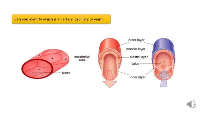 diagrams of veins arteries and capillaries free wiring diagram for arteries veins and capillaries venn diagram