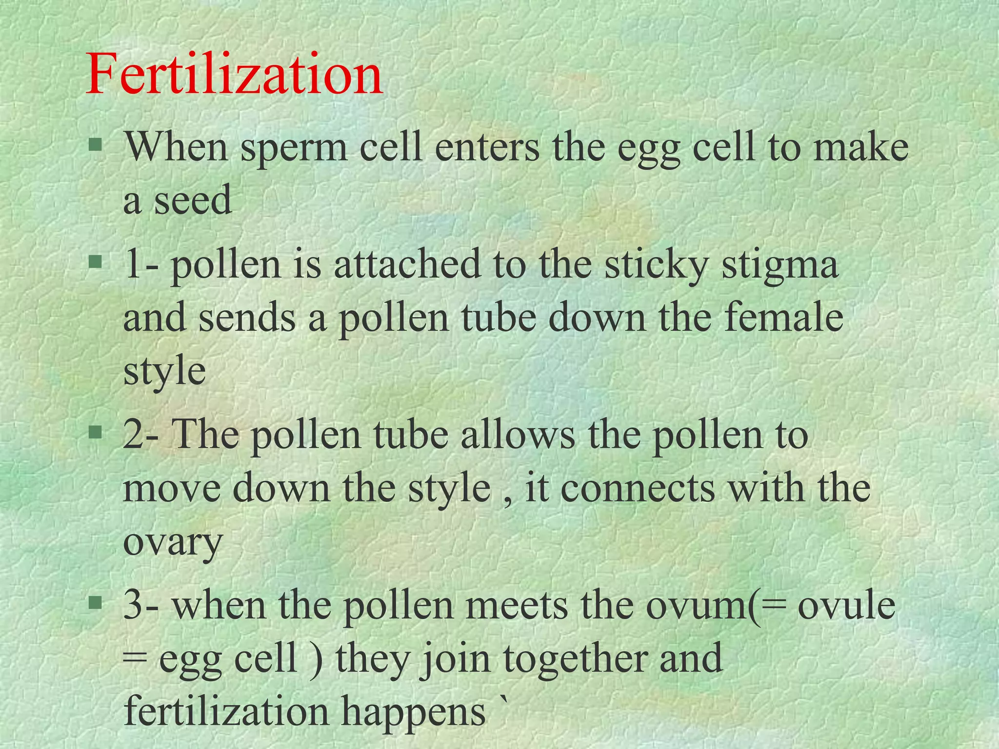 Fertilization
ď‚§ When sperm cell enters the egg cell to make
a seed
ď‚§ 1- pollen is attached to the sticky stigma
and sends a pollen tube down the female
style
ď‚§ 2- The pollen tube allows the pollen to
move down the style , it connects with the
ovary
ď‚§ 3- when the pollen meets the ovum(= ovule
= egg cell ) they join together and
fertilization happens `