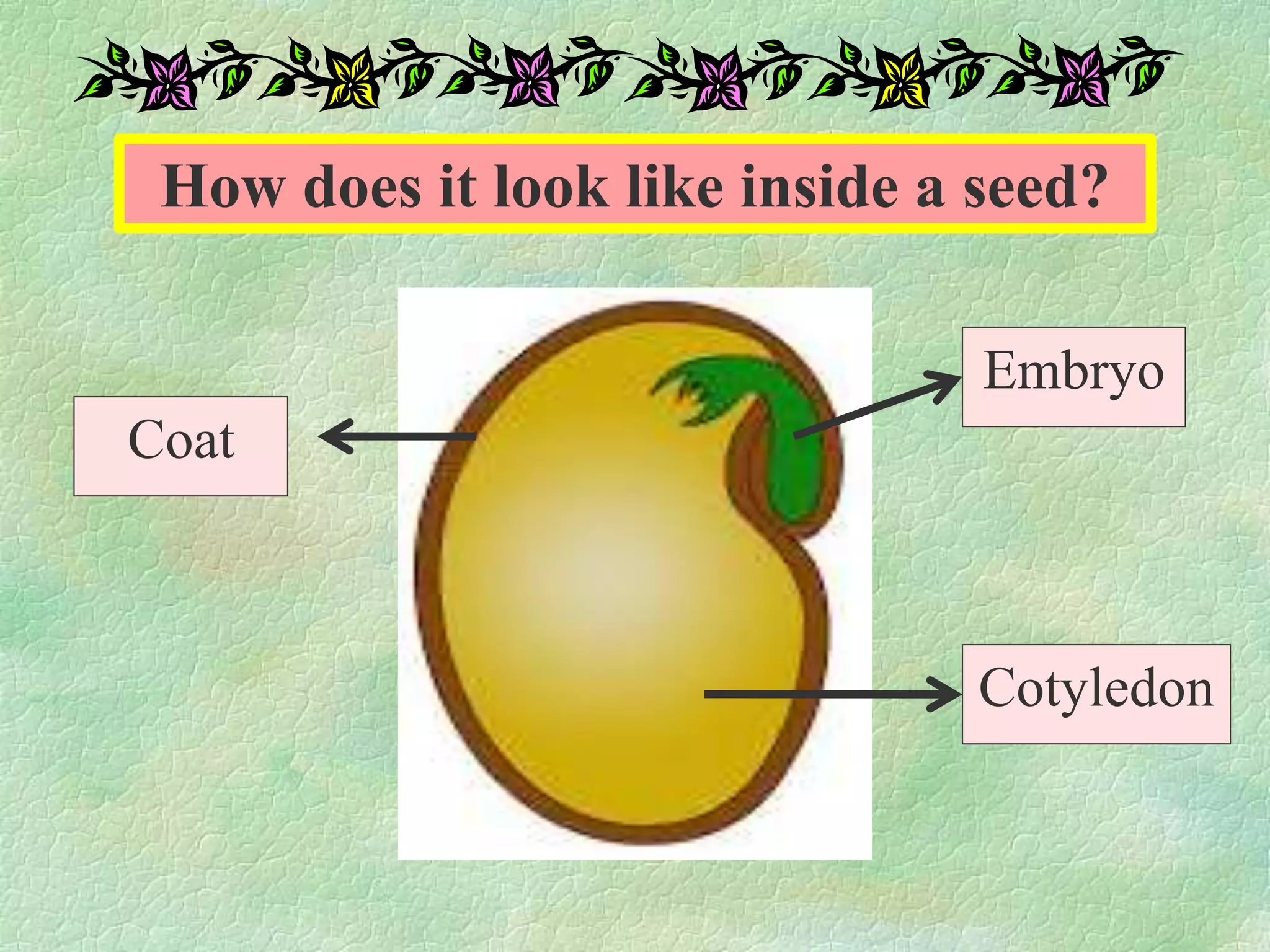 How does it look like inside a seed?
Coat
Embryo
Cotyledon