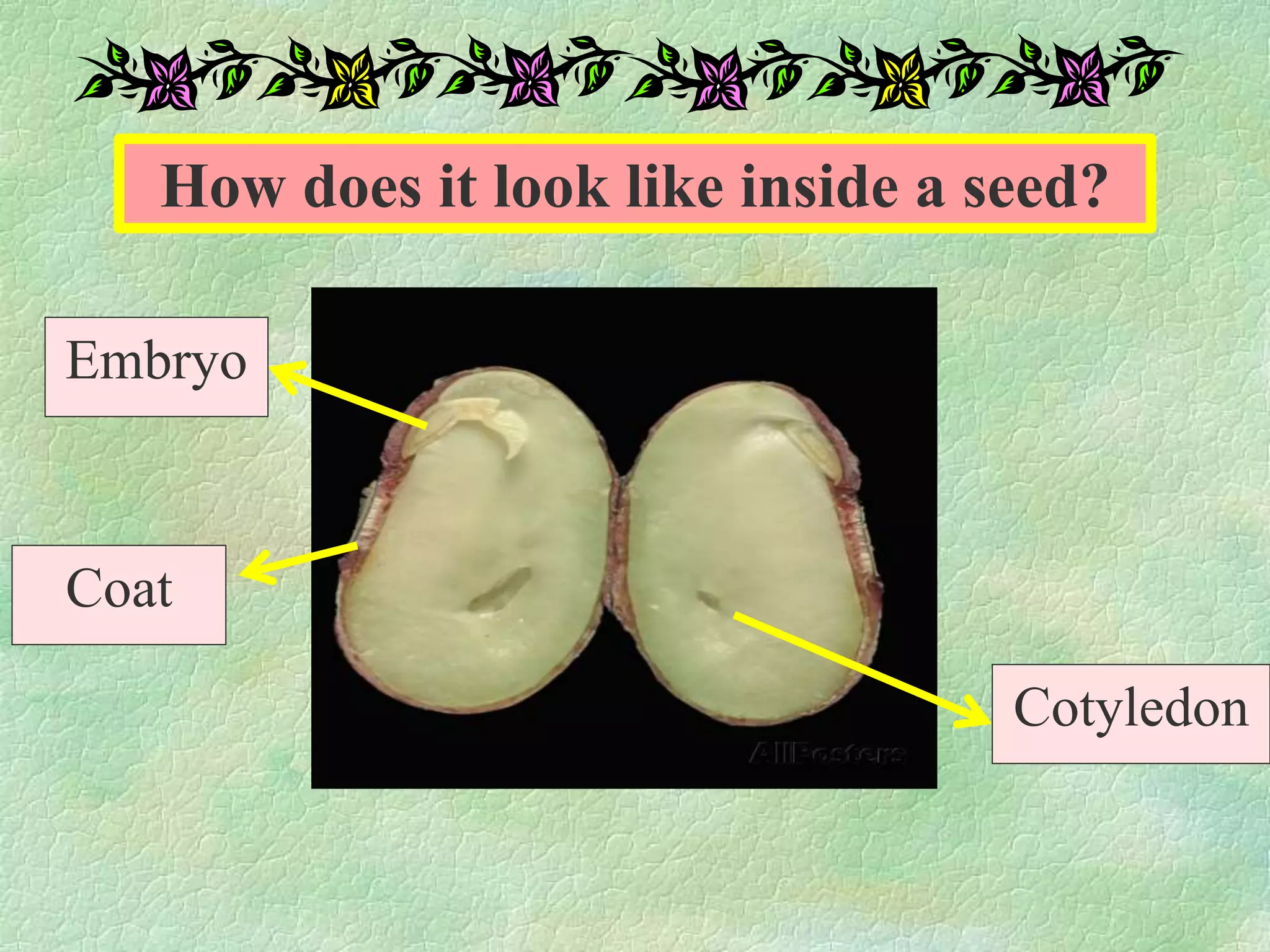 How does it look like inside a seed?
Coat
Embryo
Cotyledon