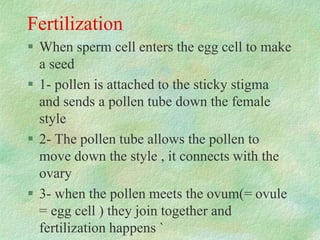 Fertilization
 When sperm cell enters the egg cell to make
a seed
 1- pollen is attached to the sticky stigma
and sends a pollen tube down the female
style
 2- The pollen tube allows the pollen to
move down the style , it connects with the
ovary
 3- when the pollen meets the ovum(= ovule
= egg cell ) they join together and
fertilization happens `
 