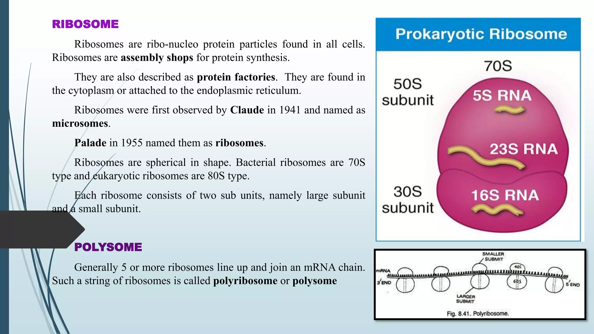 Structure of bacteria | PPTX