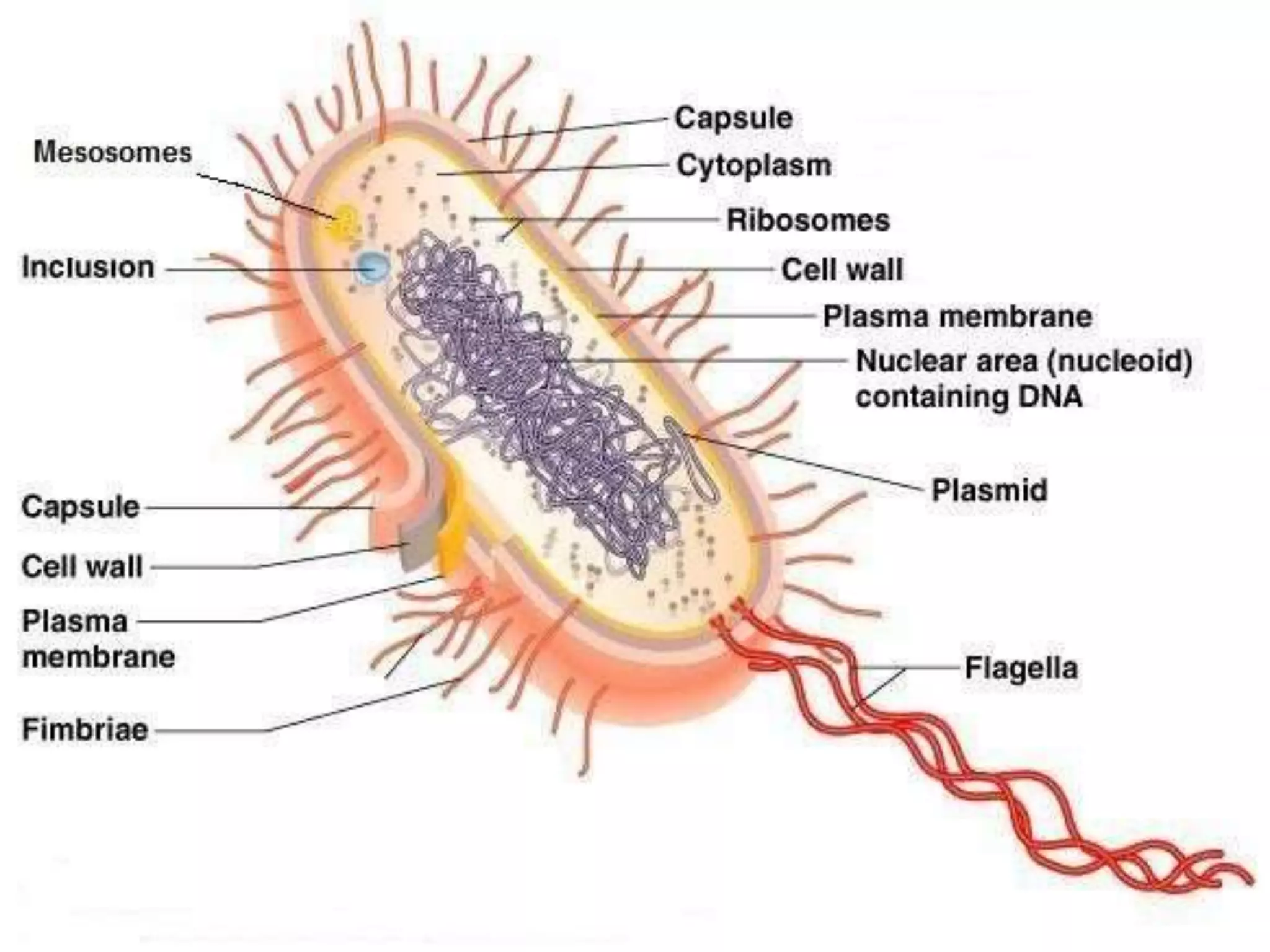 Structure of bacteria and its classification | PPT