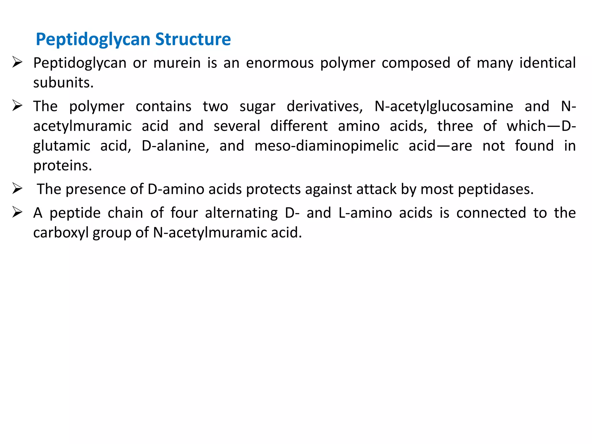 Peptidoglycan Structure
 Peptidoglycan or murein is an enormous polymer composed of many identical
subunits.
 The polymer contains two sugar derivatives, N-acetylglucosamine and N-
acetylmuramic acid and several different amino acids, three of which—D-
glutamic acid, D-alanine, and meso-diaminopimelic acid—are not found in
proteins.
 The presence of D-amino acids protects against attack by most peptidases.
 A peptide chain of four alternating D- and L-amino acids is connected to the
carboxyl group of N-acetylmuramic acid.
 