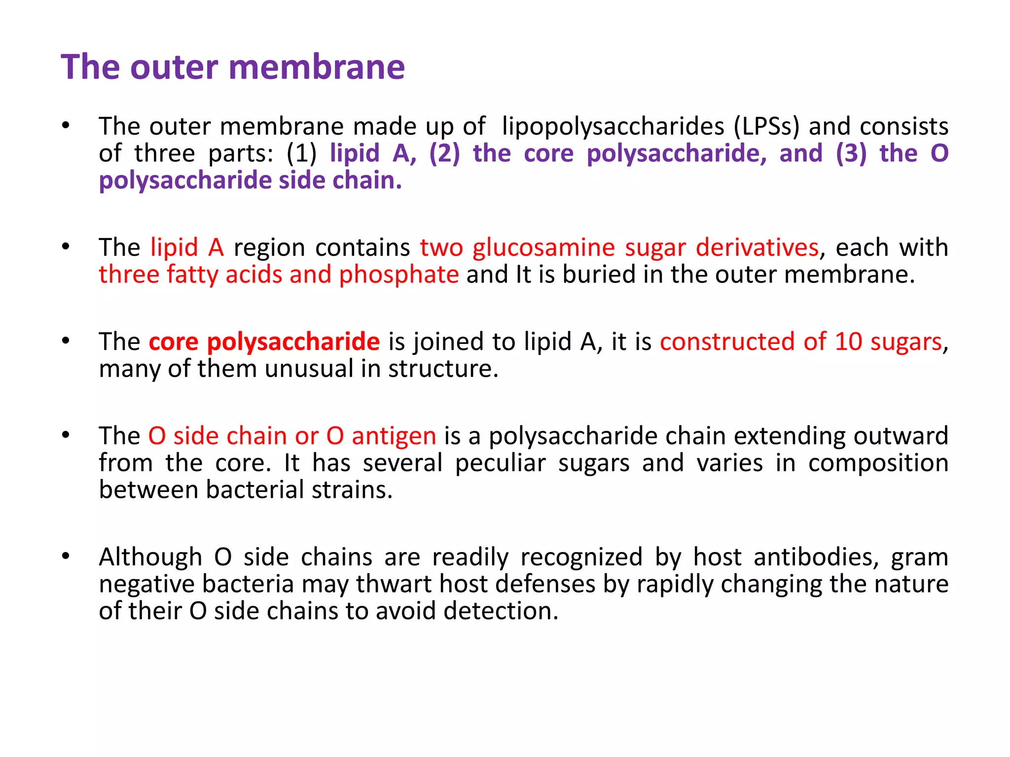 The outer membrane
• The outer membrane made up of lipopolysaccharides (LPSs) and consists
of three parts: (1) lipid A, (2) the core polysaccharide, and (3) the O
polysaccharide side chain.
• The lipid A region contains two glucosamine sugar derivatives, each with
three fatty acids and phosphate and It is buried in the outer membrane.
• The core polysaccharide is joined to lipid A, it is constructed of 10 sugars,
many of them unusual in structure.
• The O side chain or O antigen is a polysaccharide chain extending outward
from the core. It has several peculiar sugars and varies in composition
between bacterial strains.
• Although O side chains are readily recognized by host antibodies, gram
negative bacteria may thwart host defenses by rapidly changing the nature
of their O side chains to avoid detection.
 
