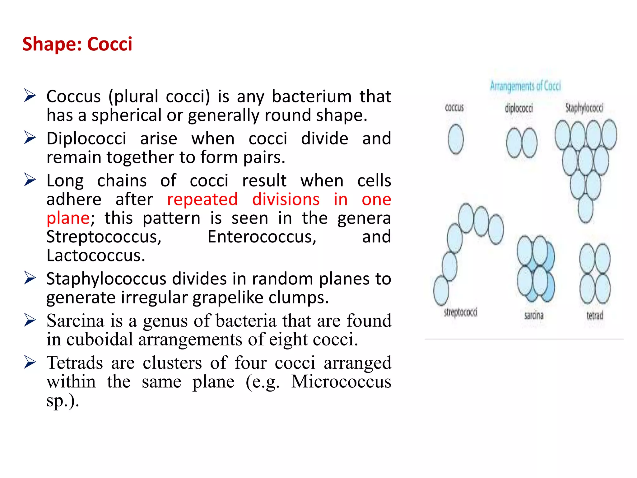  Coccus (plural cocci) is any bacterium that
has a spherical or generally round shape.
 Diplococci arise when cocci divide and
remain together to form pairs.
 Long chains of cocci result when cells
adhere after repeated divisions in one
plane; this pattern is seen in the genera
Streptococcus, Enterococcus, and
Lactococcus.
 Staphylococcus divides in random planes to
generate irregular grapelike clumps.
 Sarcina is a genus of bacteria that are found
in cuboidal arrangements of eight cocci.
 Tetrads are clusters of four cocci arranged
within the same plane (e.g. Micrococcus
sp.).
Shape: Cocci
 