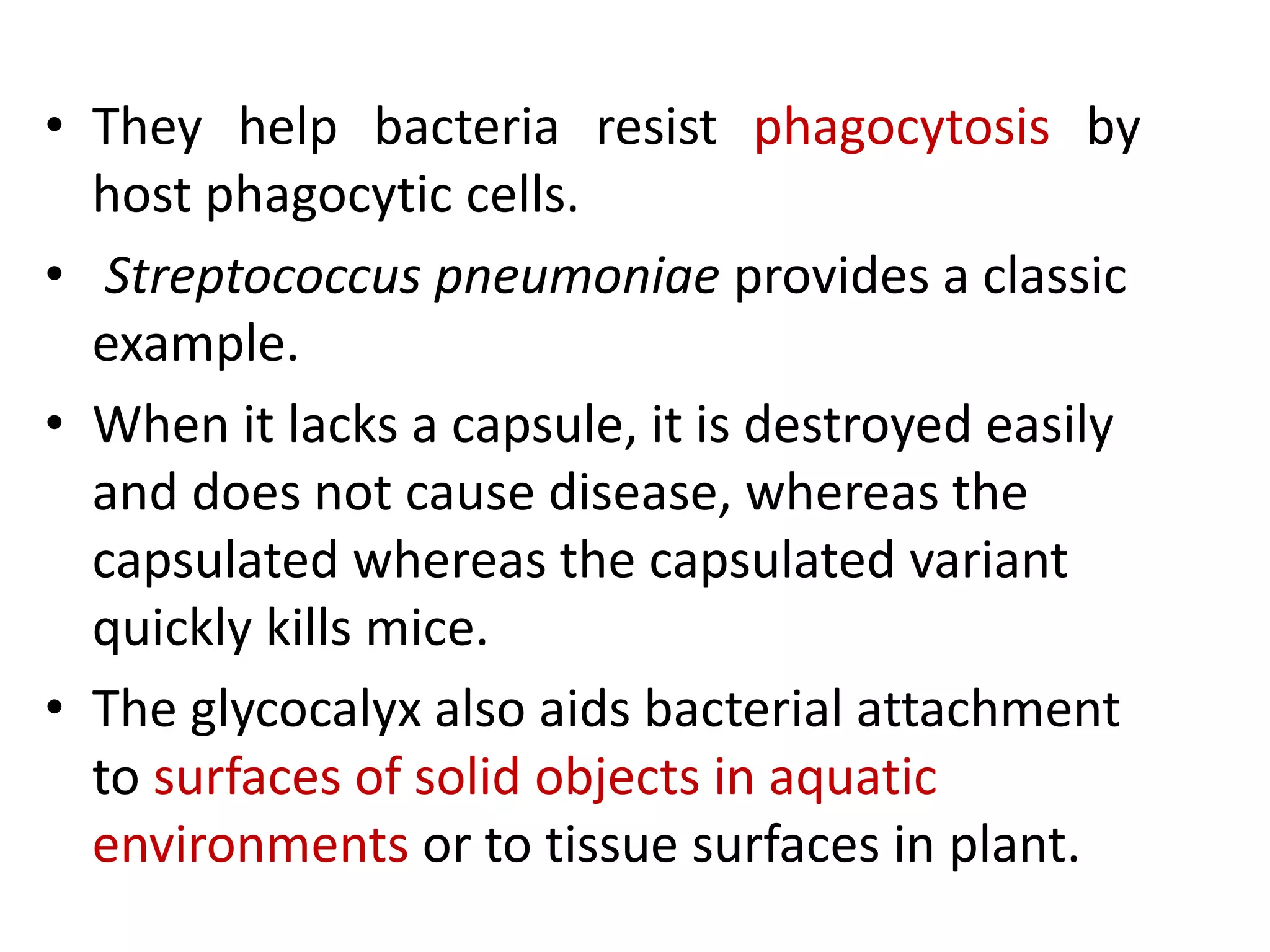 • They help bacteria resist phagocytosis by
host phagocytic cells.
• Streptococcus pneumoniae provides a classic
example.
• When it lacks a capsule, it is destroyed easily
and does not cause disease, whereas the
capsulated whereas the capsulated variant
quickly kills mice.
• The glycocalyx also aids bacterial attachment
to surfaces of solid objects in aquatic
environments or to tissue surfaces in plant.
 