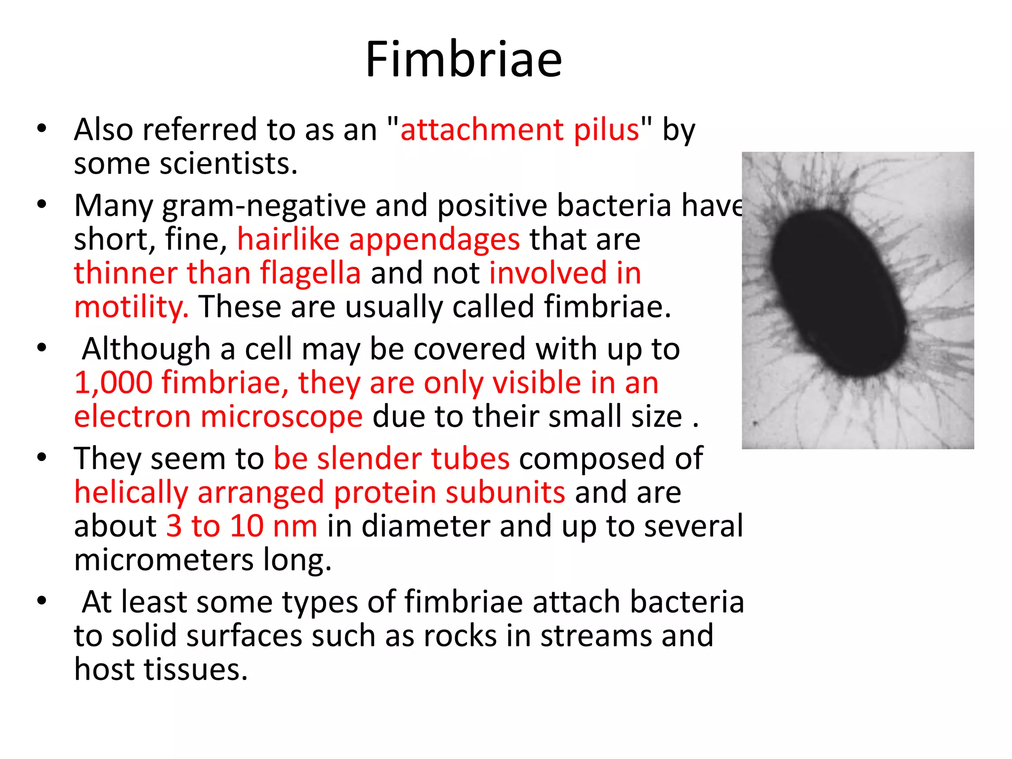 Fimbriae
• Also referred to as an "attachment pilus" by
some scientists.
• Many gram-negative and positive bacteria have
short, fine, hairlike appendages that are
thinner than flagella and not involved in
motility. These are usually called fimbriae.
• Although a cell may be covered with up to
1,000 fimbriae, they are only visible in an
electron microscope due to their small size .
• They seem to be slender tubes composed of
helically arranged protein subunits and are
about 3 to 10 nm in diameter and up to several
micrometers long.
• At least some types of fimbriae attach bacteria
to solid surfaces such as rocks in streams and
host tissues.
 