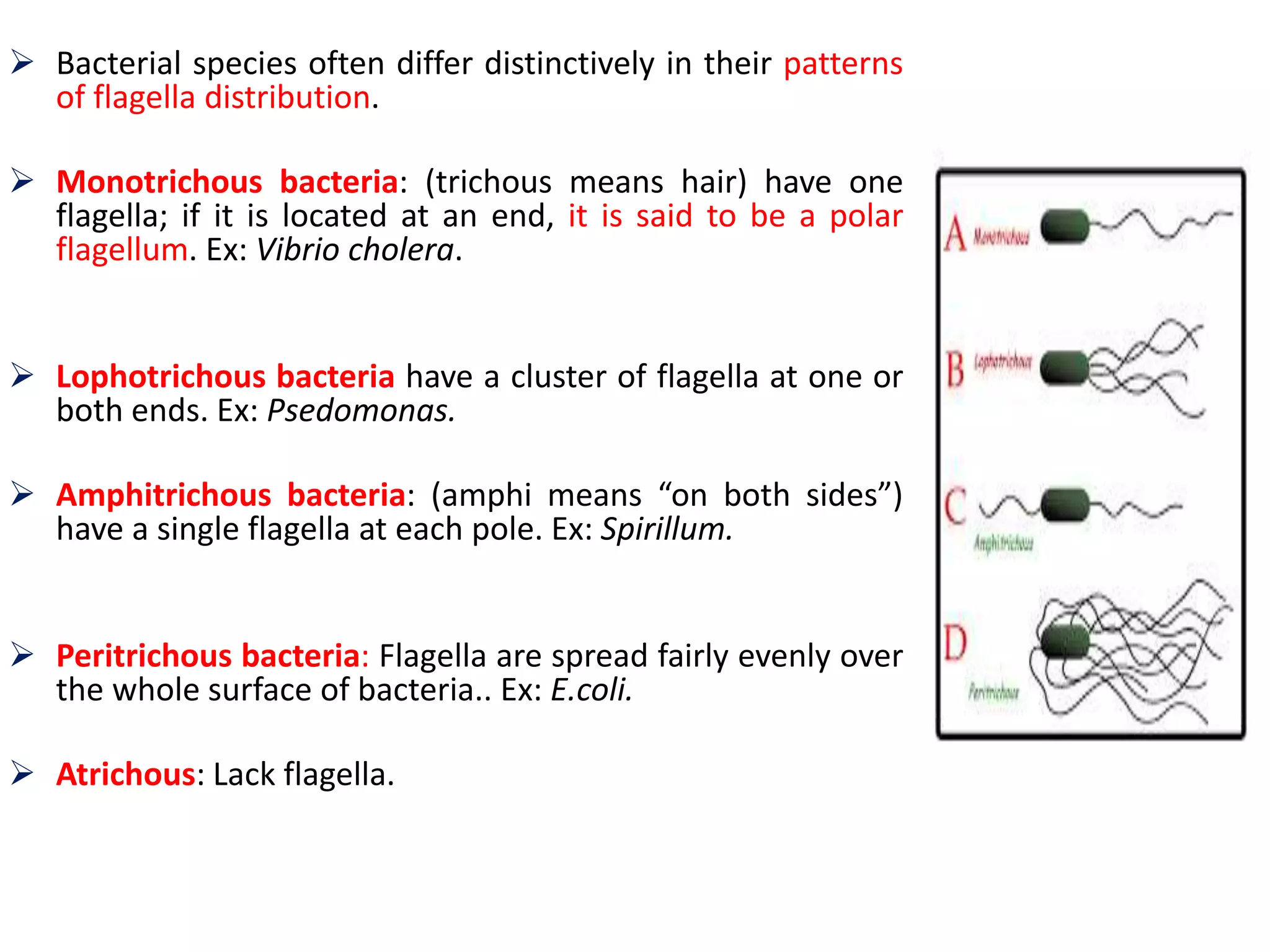  Bacterial species often differ distinctively in their patterns
of flagella distribution.
 Monotrichous bacteria: (trichous means hair) have one
flagella; if it is located at an end, it is said to be a polar
flagellum. Ex: Vibrio cholera.
 Lophotrichous bacteria have a cluster of flagella at one or
both ends. Ex: Psedomonas.
 Amphitrichous bacteria: (amphi means “on both sides”)
have a single flagella at each pole. Ex: Spirillum.
 Peritrichous bacteria: Flagella are spread fairly evenly over
the whole surface of bacteria.. Ex: E.coli.
 Atrichous: Lack flagella.
 