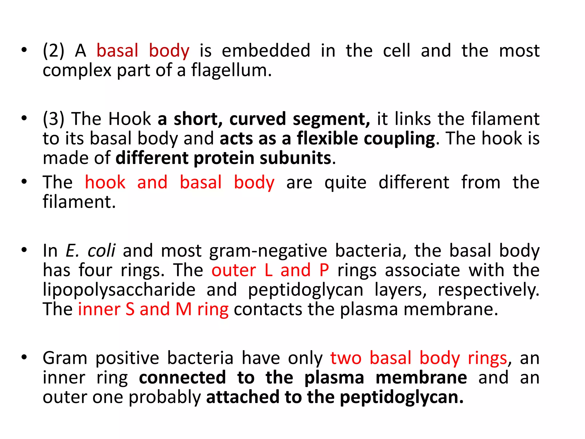 • (2) A basal body is embedded in the cell and the most
complex part of a flagellum.
• (3) The Hook a short, curved segment, it links the filament
to its basal body and acts as a flexible coupling. The hook is
made of different protein subunits.
• The hook and basal body are quite different from the
filament.
• In E. coli and most gram-negative bacteria, the basal body
has four rings. The outer L and P rings associate with the
lipopolysaccharide and peptidoglycan layers, respectively.
The inner S and M ring contacts the plasma membrane.
• Gram positive bacteria have only two basal body rings, an
inner ring connected to the plasma membrane and an
outer one probably attached to the peptidoglycan.
 