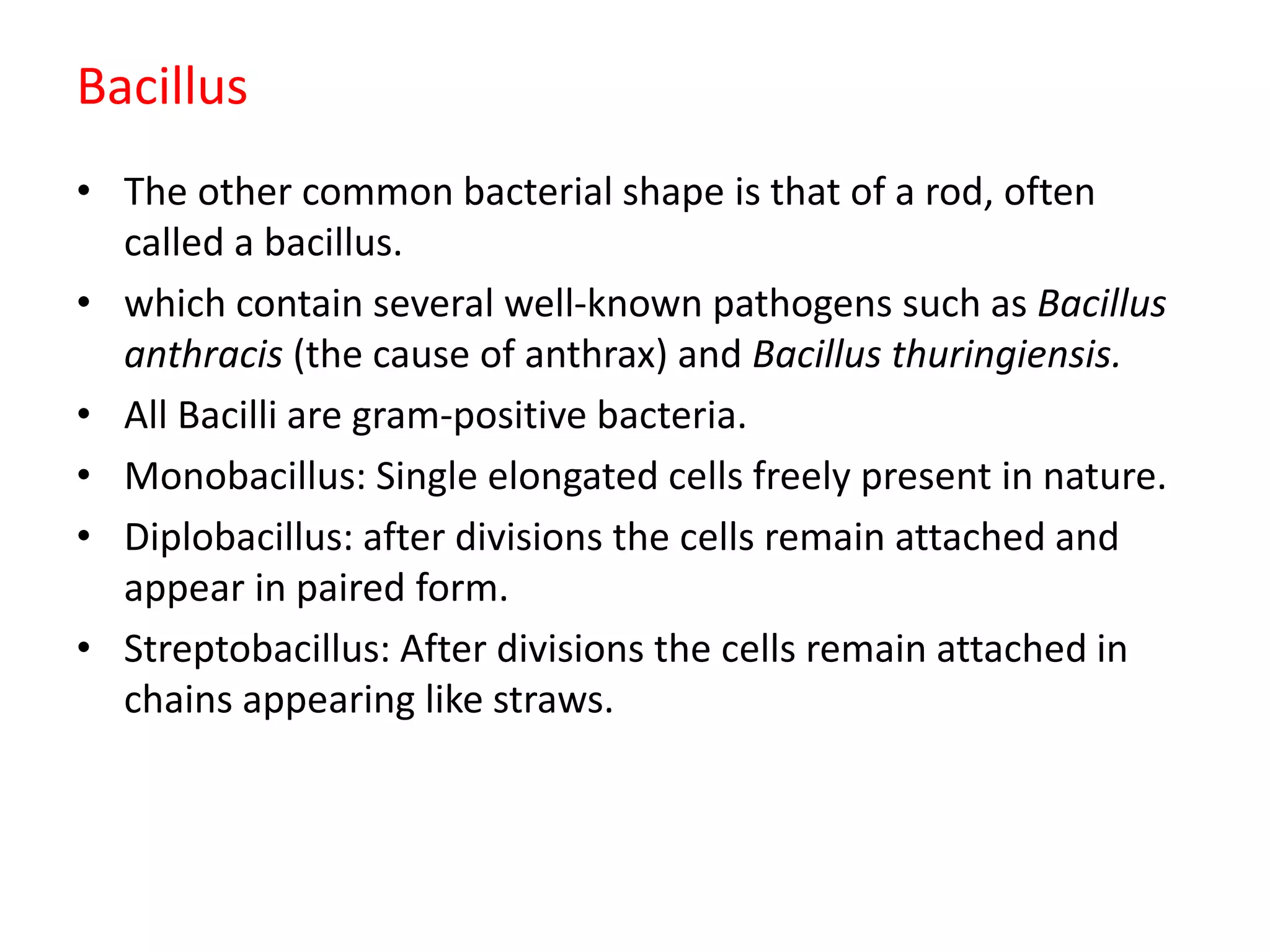 Bacillus
• The other common bacterial shape is that of a rod, often
called a bacillus.
• which contain several well-known pathogens such as Bacillus
anthracis (the cause of anthrax) and Bacillus thuringiensis.
• All Bacilli are gram-positive bacteria.
• Monobacillus: Single elongated cells freely present in nature.
• Diplobacillus: after divisions the cells remain attached and
appear in paired form.
• Streptobacillus: After divisions the cells remain attached in
chains appearing like straws.
 