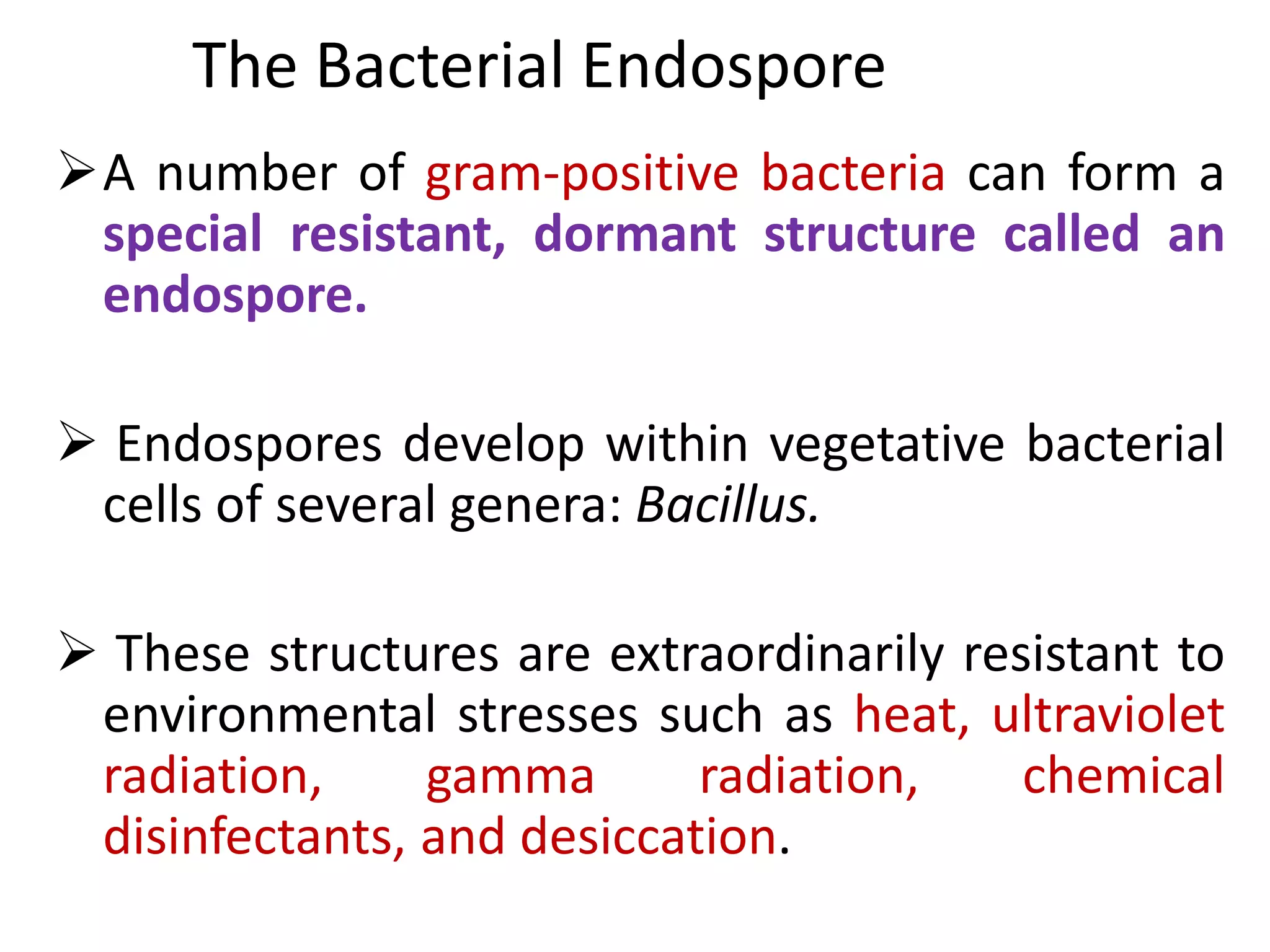 The Bacterial Endospore
A number of gram-positive bacteria can form a
special resistant, dormant structure called an
endospore.
 Endospores develop within vegetative bacterial
cells of several genera: Bacillus.
 These structures are extraordinarily resistant to
environmental stresses such as heat, ultraviolet
radiation, gamma radiation, chemical
disinfectants, and desiccation.
 