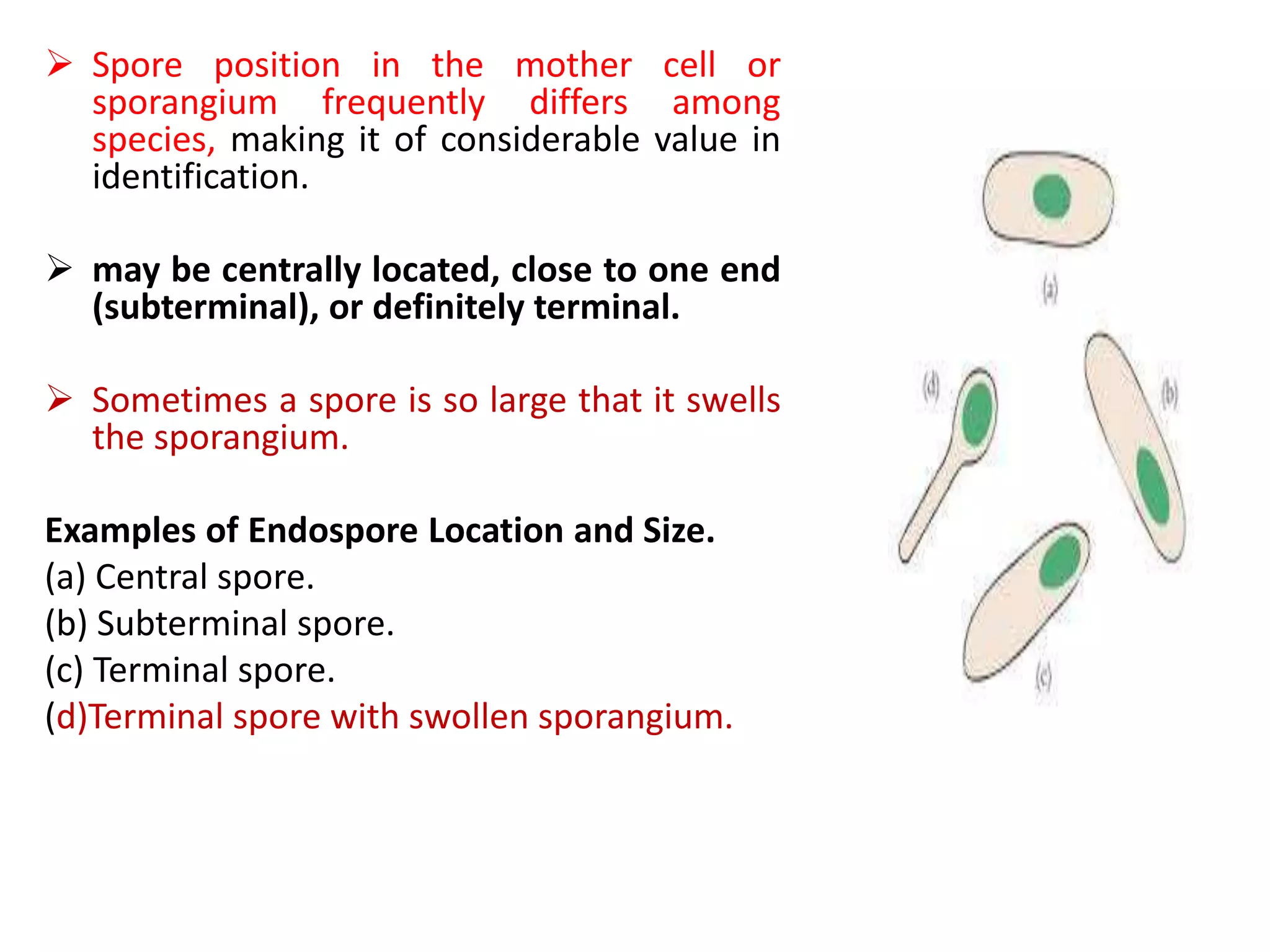  Spore position in the mother cell or
sporangium frequently differs among
species, making it of considerable value in
identification.
 may be centrally located, close to one end
(subterminal), or definitely terminal.
 Sometimes a spore is so large that it swells
the sporangium.
Examples of Endospore Location and Size.
(a) Central spore.
(b) Subterminal spore.
(c) Terminal spore.
(d)Terminal spore with swollen sporangium.
 