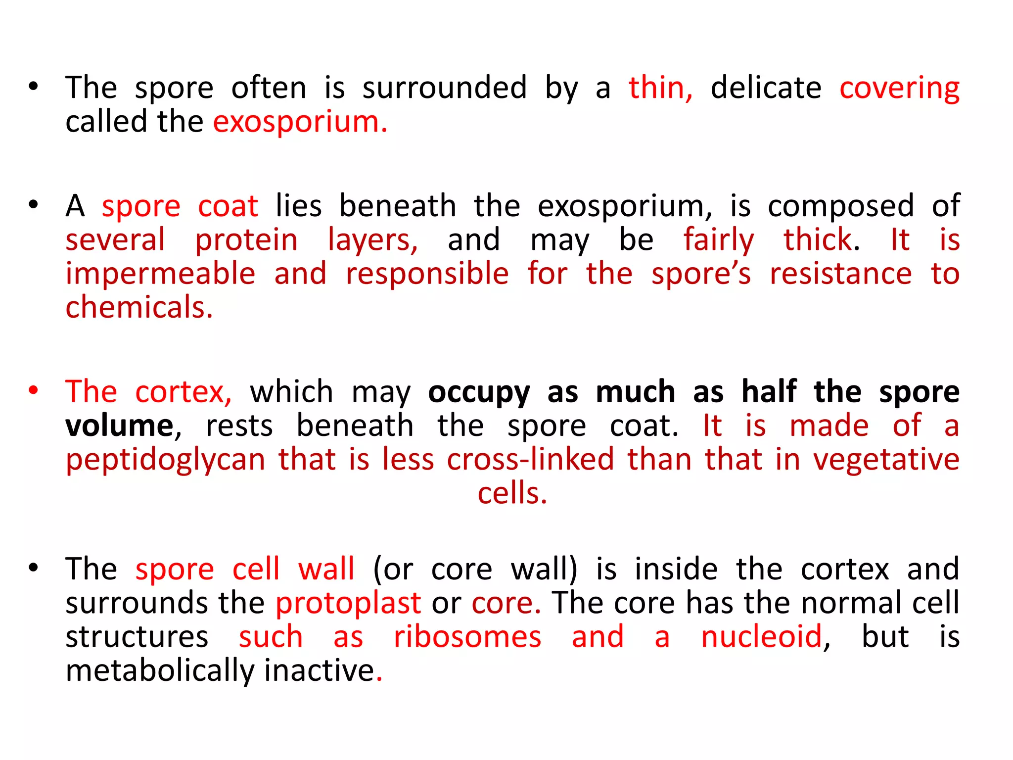 • The spore often is surrounded by a thin, delicate covering
called the exosporium.
• A spore coat lies beneath the exosporium, is composed of
several protein layers, and may be fairly thick. It is
impermeable and responsible for the spore’s resistance to
chemicals.
• The cortex, which may occupy as much as half the spore
volume, rests beneath the spore coat. It is made of a
peptidoglycan that is less cross-linked than that in vegetative
cells.
• The spore cell wall (or core wall) is inside the cortex and
surrounds the protoplast or core. The core has the normal cell
structures such as ribosomes and a nucleoid, but is
metabolically inactive.
 