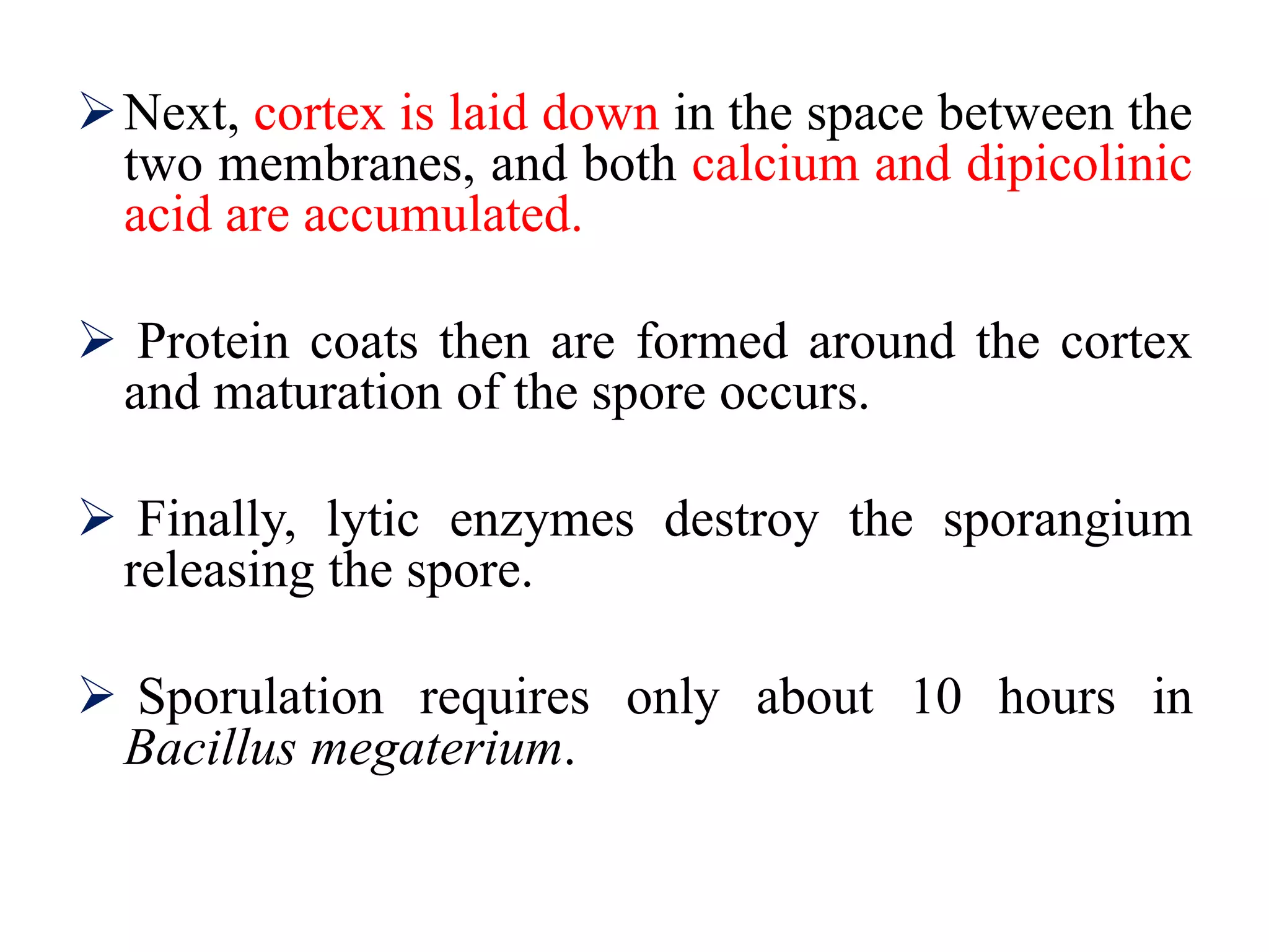 Next, cortex is laid down in the space between the
two membranes, and both calcium and dipicolinic
acid are accumulated.
 Protein coats then are formed around the cortex
and maturation of the spore occurs.
 Finally, lytic enzymes destroy the sporangium
releasing the spore.
 Sporulation requires only about 10 hours in
Bacillus megaterium.
 