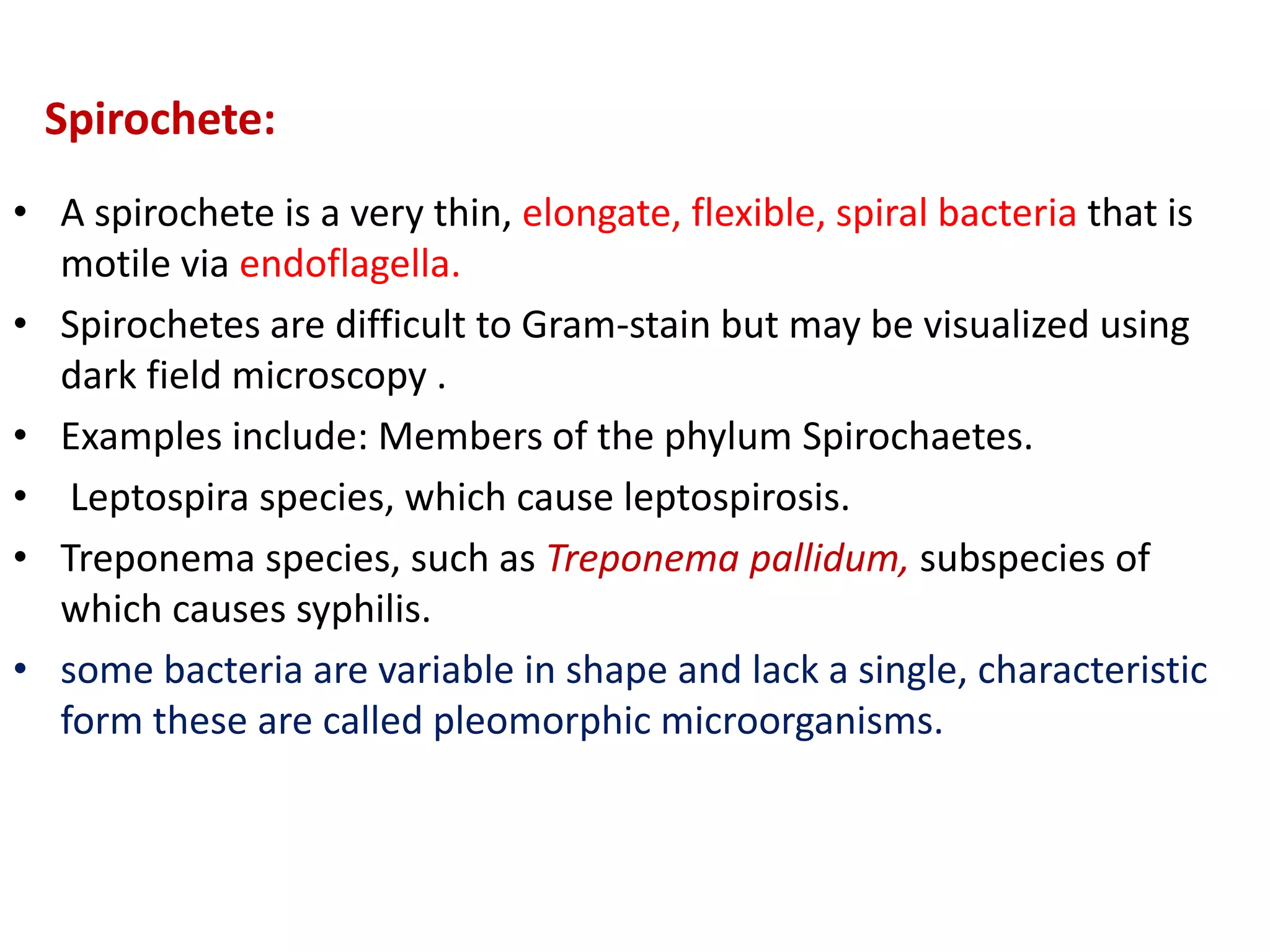 Spirochete:
• A spirochete is a very thin, elongate, flexible, spiral bacteria that is
motile via endoflagella.
• Spirochetes are difficult to Gram-stain but may be visualized using
dark field microscopy .
• Examples include: Members of the phylum Spirochaetes.
• Leptospira species, which cause leptospirosis.
• Treponema species, such as Treponema pallidum, subspecies of
which causes syphilis.
• some bacteria are variable in shape and lack a single, characteristic
form these are called pleomorphic microorganisms.
 