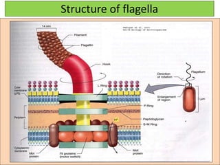 Structure of Bacteria | PPTX