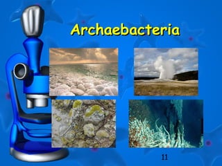11
ArchaebacteriaArchaebacteria
 