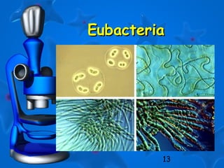 13
EubacteriaEubacteria
 