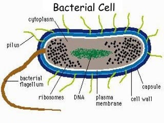 16
Bacterial Cell
 