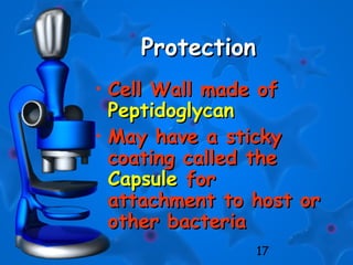 17
ProtectionProtection
• Cell Wall made ofCell Wall made of
PeptidoglycanPeptidoglycan
• May have a stickyMay have a sticky
coating called thecoating called the
CapsuleCapsule forfor
attachment to host orattachment to host or
other bacteriaother bacteria
 