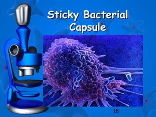 18
Sticky BacterialSticky Bacterial
CapsuleCapsule
 