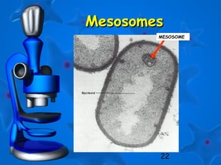 22
MesosomesMesosomes
MESOSOME
 
