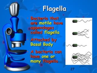27
FlagellaFlagella
• Bacteria thatBacteria that
areare motilemotile havehave
appendagesappendages
calledcalled flagellaflagella
• Attached byAttached by
Basal BodyBasal Body
• A bacteria canA bacteria can
havehave one orone or
manymany flagellaflagella
 