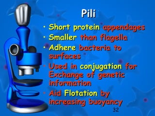 32
PiliPili
• Short proteinShort protein appendagesappendages
• SmallerSmaller than flagellathan flagella
• AdhereAdhere bacteria tobacteria to
surfacessurfaces
• Used inUsed in conjugationconjugation forfor
Exchange of geneticExchange of genetic
informationinformation
• AidAid FlotationFlotation byby
increasing buoyancyincreasing buoyancy
 