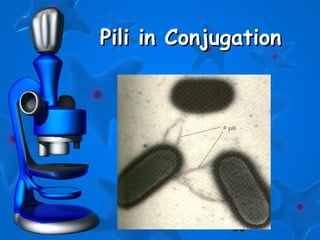 33
Pili in ConjugationPili in Conjugation
 
