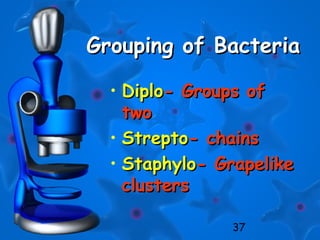 37
Grouping of BacteriaGrouping of Bacteria
• DiploDiplo- Groups of- Groups of
twotwo
• StreptoStrepto- chains- chains
• StaphyloStaphylo- Grapelike- Grapelike
clustersclusters
 