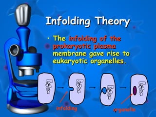 4
Infolding TheoryInfolding Theory
• TheThe infolding of theinfolding of the
prokaryotic plasmaprokaryotic plasma
membrane gave rise tomembrane gave rise to
eukaryotic organelles.eukaryotic organelles.
infolding organelle
 