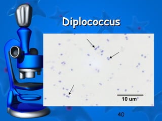40
DiplococcusDiplococcus
 