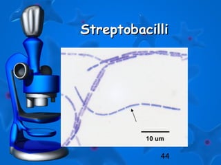 44
StreptobacilliStreptobacilli
 